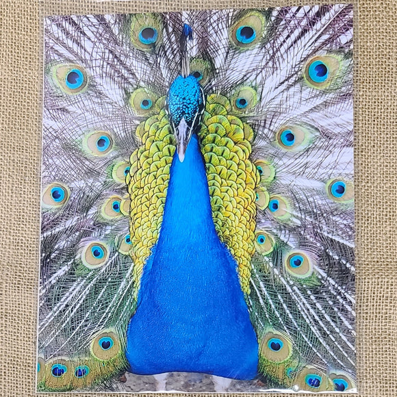 Peacock Photo Art