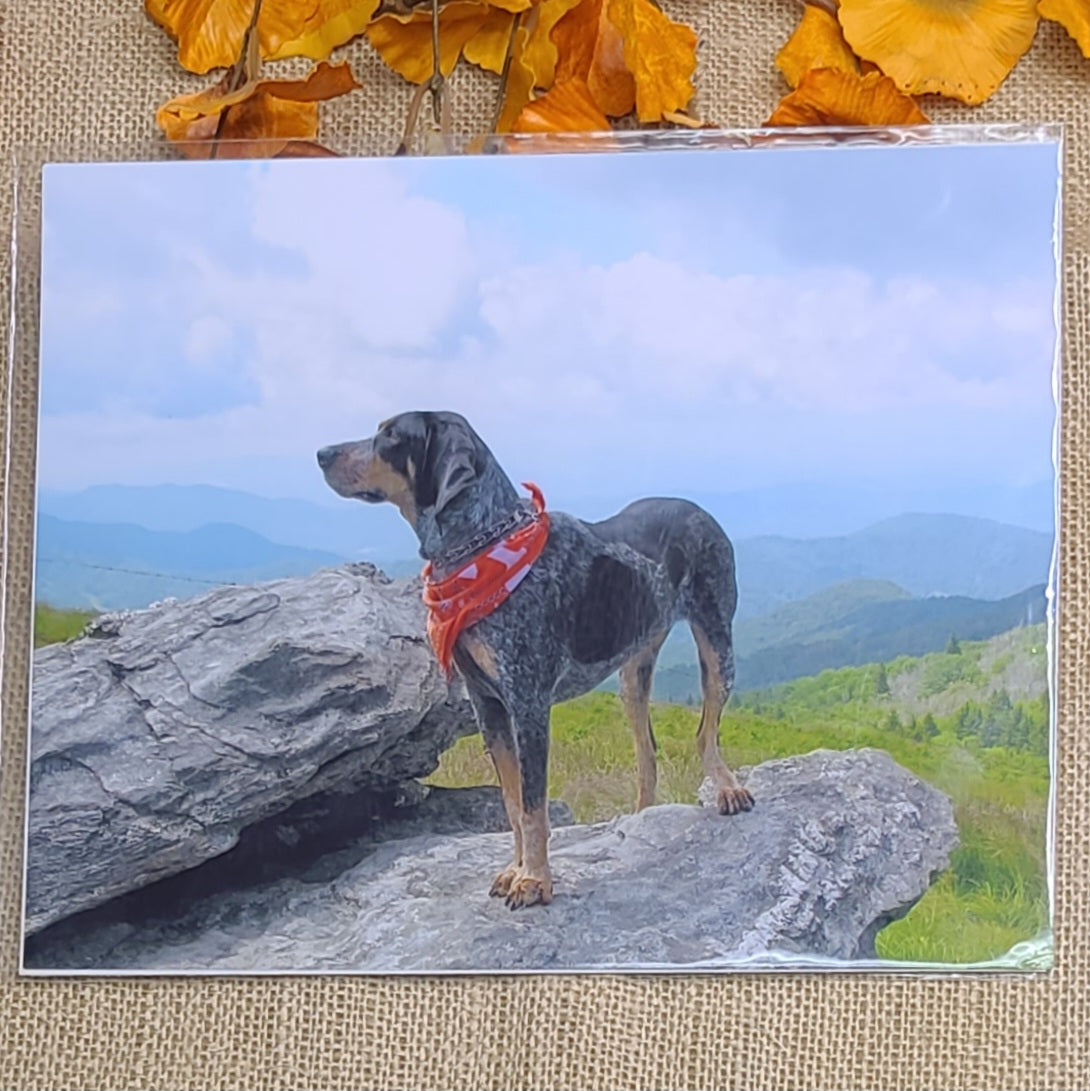 Bluetick Coonhound Photo