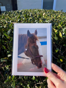 Horse Photography Print Card