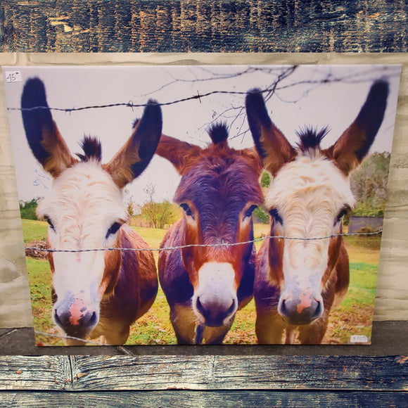 Three Donkeys Photo Print On Canvas