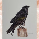 Lauren Kline Bird Art Prints Greeting and Note Cards