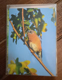 Set Of Notecards For Bird Lovers