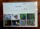 Set Of Notecards For Bird Lovers