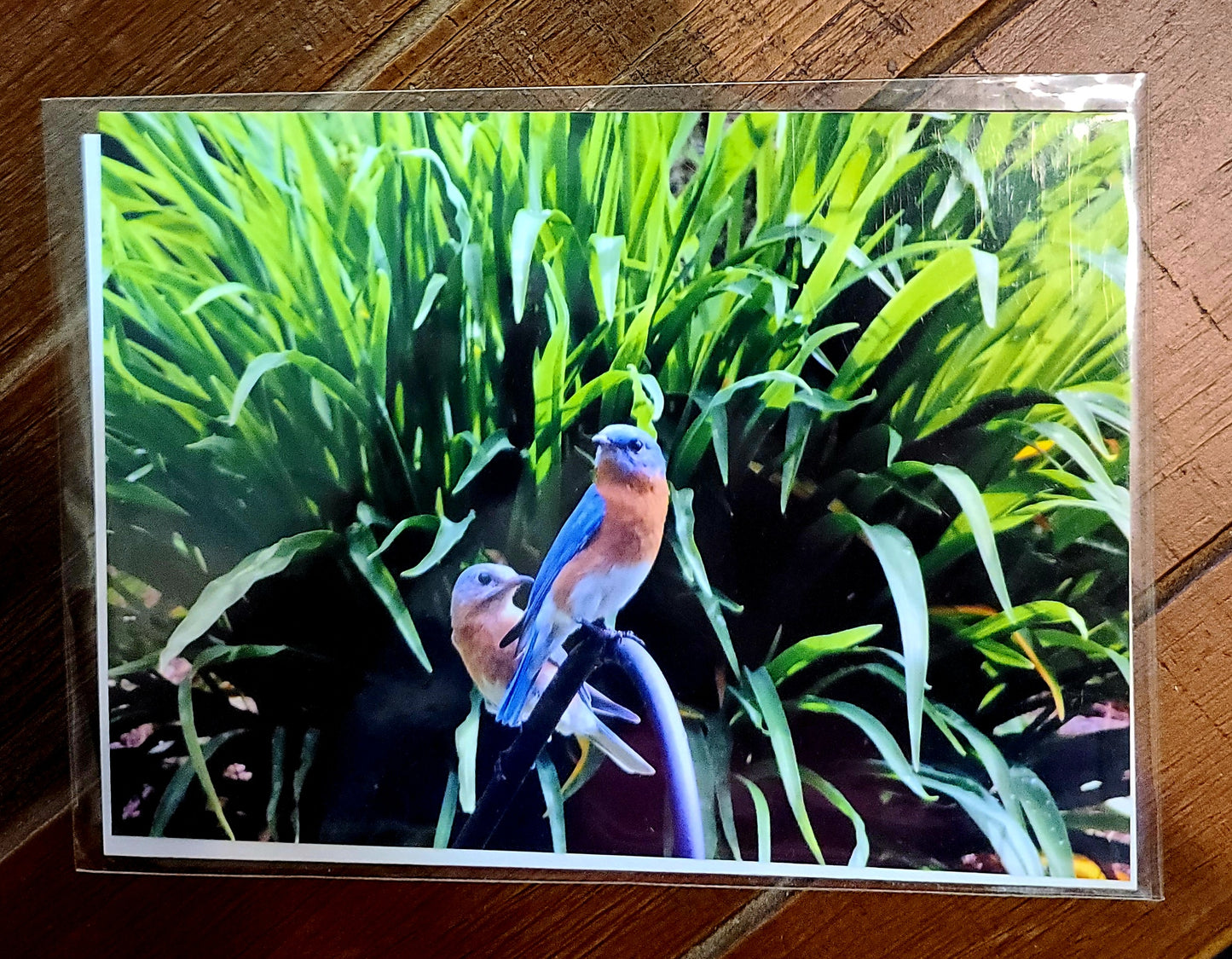 Mr. and Mrs. Bluebird Photo Print